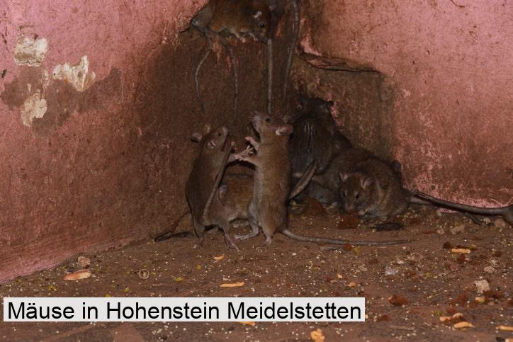 Mäuse in Hohenstein Meidelstetten